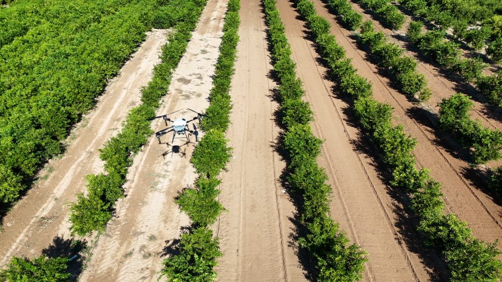 Imagen de un dron sobre una plantación de naranjas.